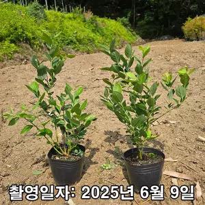 블루베리 / 듀크 / 3년생 / 포트묘