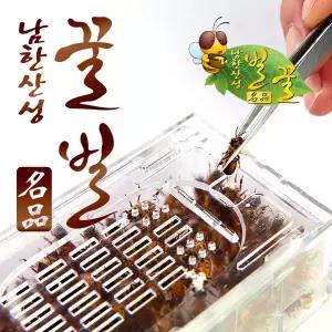 남한산성벌꿀농장 벌침벌 봉침벌 벌 벌침 봉독 벌침용벌 봉침용벌/로얄제리+꿀 영양사탕을 먹은 쌩쌩벌 120