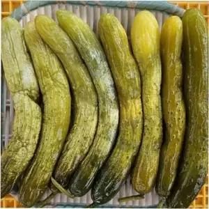 절임 짭짤 밑반찬 냉국 오이지 절임 오이 짱아찌 소박이 장아찌 여름 싱싱 삼삼 아삭 김치 무침 피클 고추