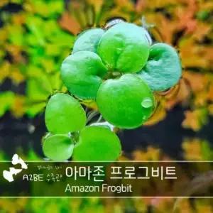 [에이투비]잘 늘어나는 초보자용 부상수초 /아마존 프로그비트/ 8촉