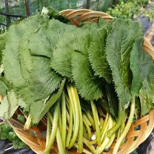 강원도 유기농 곰취 나물 1kg 생곰취 나물 강원도 취나물 생취나물 봄 나물 반찬 거리 산나물 산채나물