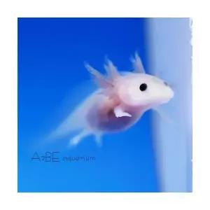 [에이투비]아홀로틀 / 핑크 우파루파 / 7-8cm 전후 / 1마리