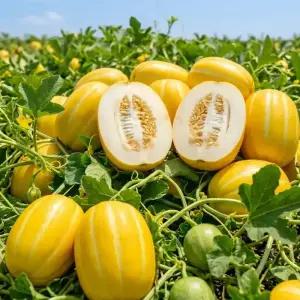 성주 벌꿀참외 5kg 혼합과 가정용 A급