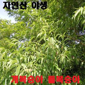 2026 자연산(야생) 개복숭아 돌복숭아 야생복숭아 10KG 5KG