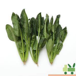 시금치 2Kg (특)