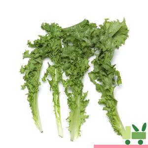 치커리 2kg