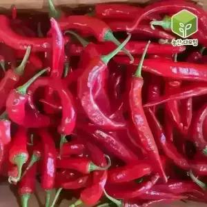 국내산 홍고추 5kg
