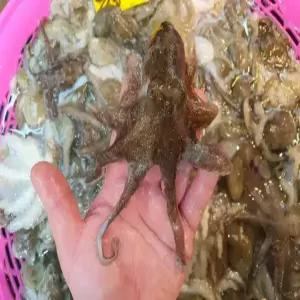 국내산 제철 생물 쭈꾸미 1kg 7-15미 내외 알쭈꾸미 알배기 숙회 기력보충 볶음 샤브샤브