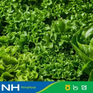 [동김제농협] 국내생산 유러피안샐러드 3-4종 1kg 대용량 야채믹스 채소믹스