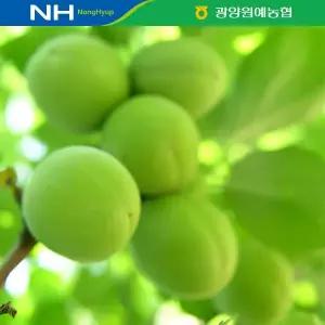[산지직송/5월말순차출고] 광양원예농협 청매실 10kg(대/M)