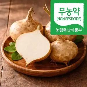 갤러리아 국내산 무농약 히카마 5kg