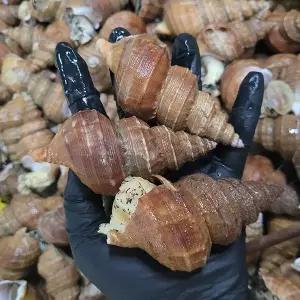 당일조업 국내산 포항 백고동 살고동 2kg