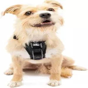쿠르고 개 하네스 반려동물 보행 소형 블랙 훈련용 풀 전면 클립 기능 포함 자동차 안전벨트 트루핏 퀵