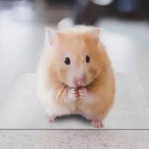 아이스 여름 매트 방석 쿨링 고양이 반려동물 애견 강아지 반려견