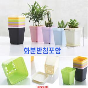 미니다육이화분/씨앗화분/플라스틱칼라/인테리어/받침대포함