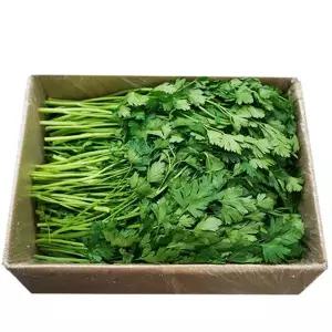 이태리파슬리 파세리 박스판매 1.8kg~2kg