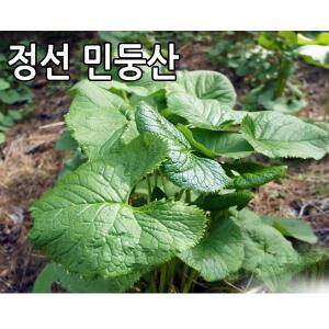 강원도 정선 민둥산 곰취 2kg 곰취나물 노지재배 산나물