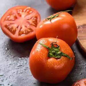 갤러리아 국내산 완숙 찰토마토 5kg 랜덤과