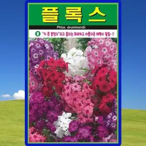 아람종묘 플록스 씨앗 300립 키큰꽃잔디 플록스 꽃씨 종자