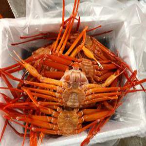 울진 후포리 자숙 홍게 삶은 홍게 7~10미 3kg  수율 70%이상 당일조업