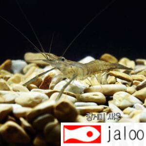 생먹이 자루 징거미 집게발 줄새우 민물 어항 수족관 연못 방생 낚시미끼