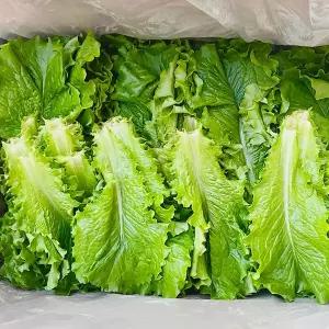 국내산 청상추 상추 쌈용 잎작은상추 1kg