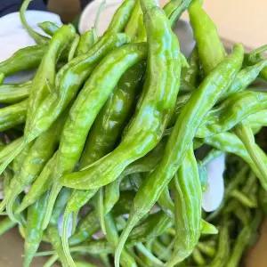 특품 햇꽈리 꽈리고추 장아찌용 안매운꽈리고추 1kg