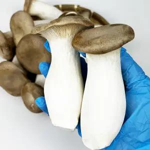 [새벽시장] 국내산 새송이버섯 버섯요리 샤브샤브 전골재료 마라탕 볶음 새송이 대용량 2kg