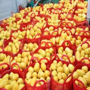 프리미엄 성주 참외 가정용 3kg 5kg