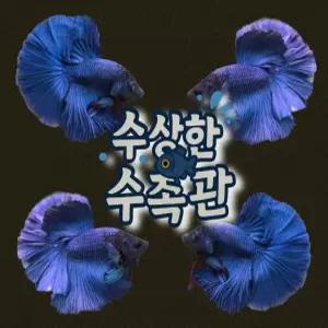 [수상한수족관] [하프문베타 ]솔리드색상 블루 하프문 수컷 베타 / 1마리 / 랜덤발송