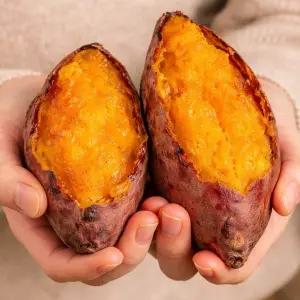 해남 해풍맞은 호풍미 햇 호박 고구마 10KG 특상