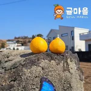 귤마을 노지 한라봉 5kg 소과