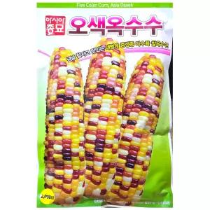 오색옥수수 2,000립 아시아 26년 옥수수씨앗