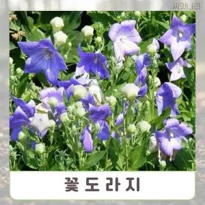 (씨앗나라) 꽃도라지 혼합색 씨앗 10립