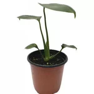 (몬스테라) 실내 화초 몬스테라 소품 22cm /화분화초/데코용화초/식물화초/가정용화초/장식용화초