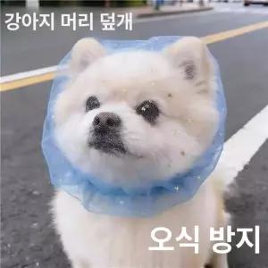 52QUAD 강아지페이스커버 버그가드 강아지 멍마스크 페이스커버 얼굴망 진드기방지 산책망