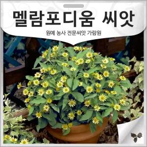 멜람포디움 씨앗 멜란포디움 종자 메란포디움 꽃씨 20알