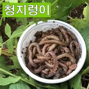 청지렁이 대량 판매 특가세일 75마리 110마리 국산 자연산 친환경 생물 민물청지렁이 낚시미끼 파란낚시