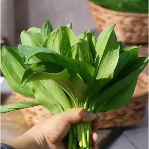 울릉도종 산마늘 명이나물 유기농 생채 잎 1kg 2kg