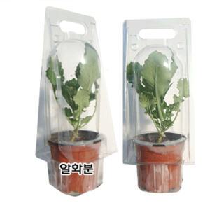 배추흰나비알화분(단순관찰용)