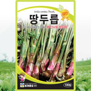 세계종묘 땅두릅 씨앗 100립 두릅씨 봄 산나물 종자