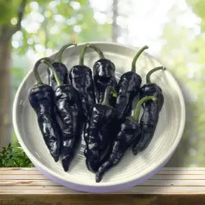 [지지팜]국내산 가지고추 보라고추 드셔보라 500g 1kg
