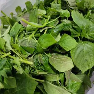 깻순 곡성 깻잎순 2kg 야채맘