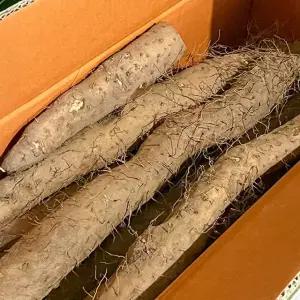 안동장마 참마 햇 마 특품 2kg