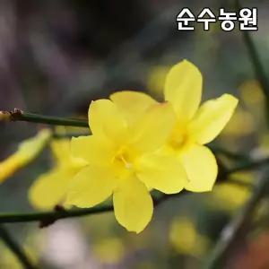 영춘화나무 묘목 키1m내외 뿌리묘 3개/꽃나무/경사지