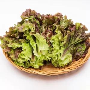 만능 쌈채소 국내산 꽃상추 2kg