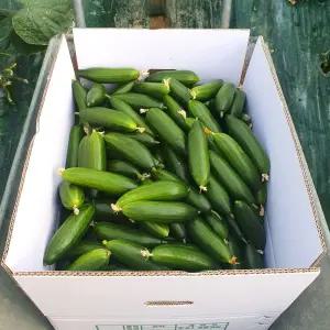 국내산 칠곡 지천 미니 오이 1.5kg (특품) 스낵오이