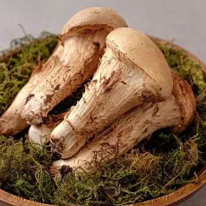 [현무암버섯] 철원 참송이 버섯 1kg 못난이