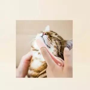고양이 턱드름 실리콘 브러시 블랙 꼬리 피지 제거 관리 도구 WFN5R0W