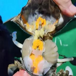 국내산 생물 알배기 암꽃게 1kg 4-6미 내외 제철 꽃게 탕 라면 찜 게장 서해안 수율 좋은 꽃게장 별미
